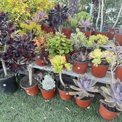 Variety Of Succulents Plants 