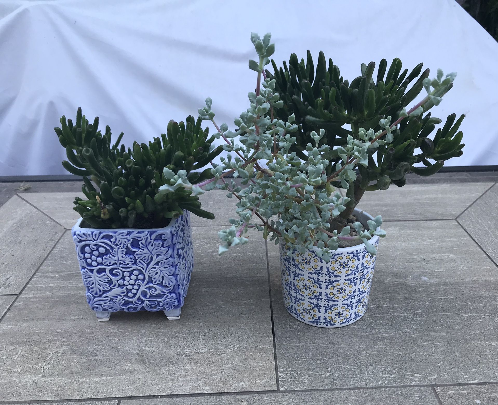 Gollum jades & ice plant succulents in 2 pretty ceramic pots