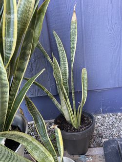 Mother In Laws Tongue Plant 