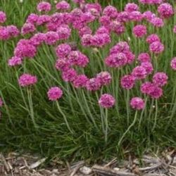 Armeria Pink Sea Thrift 1gallon Plant