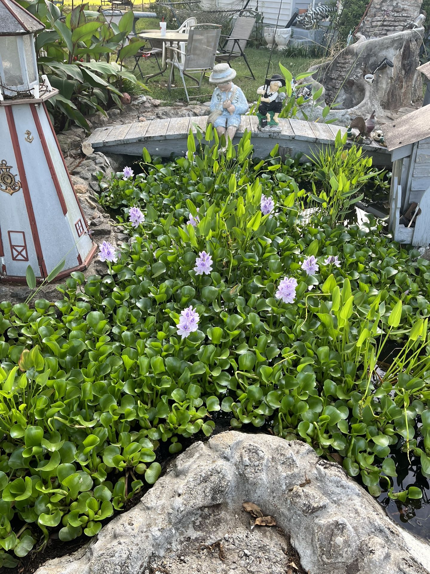 Water Hyacinth