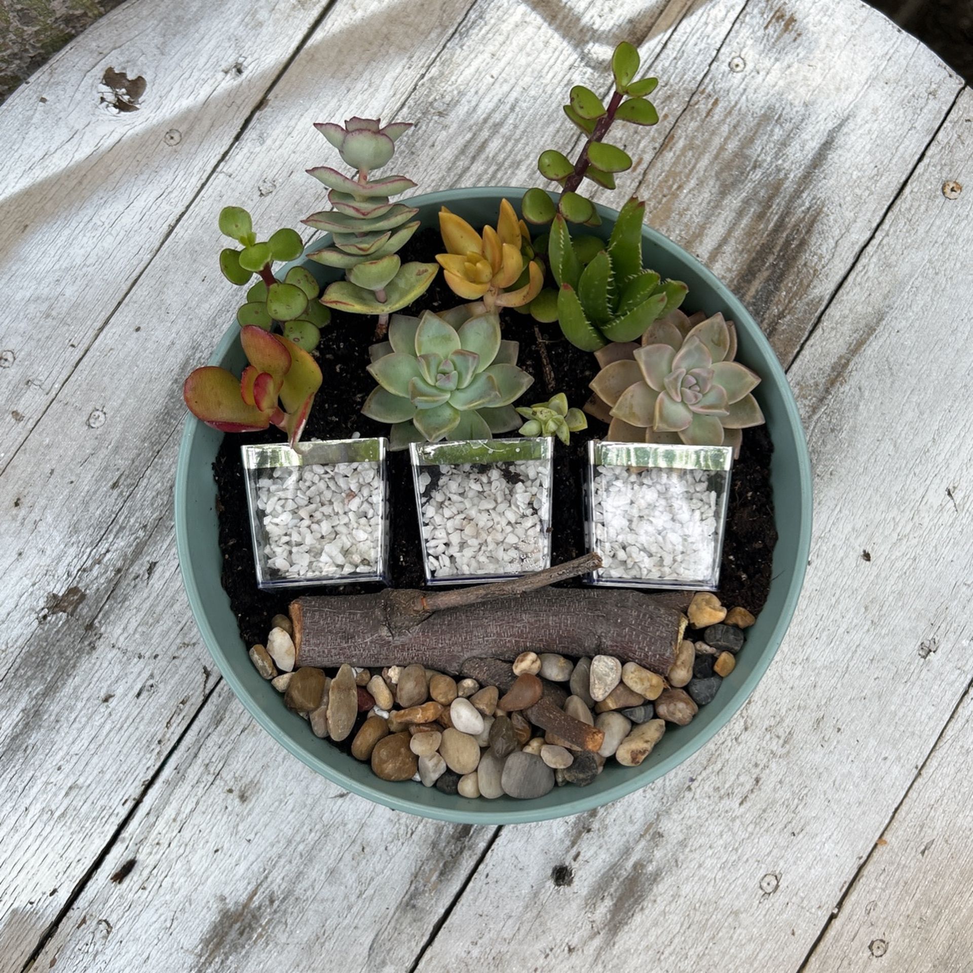 Mixture Of Succulents 