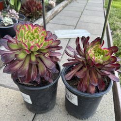 Aeonium Mardi Gras