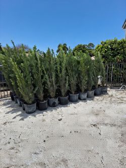 Podocarpus 7 Gal Plants (5 Ft)