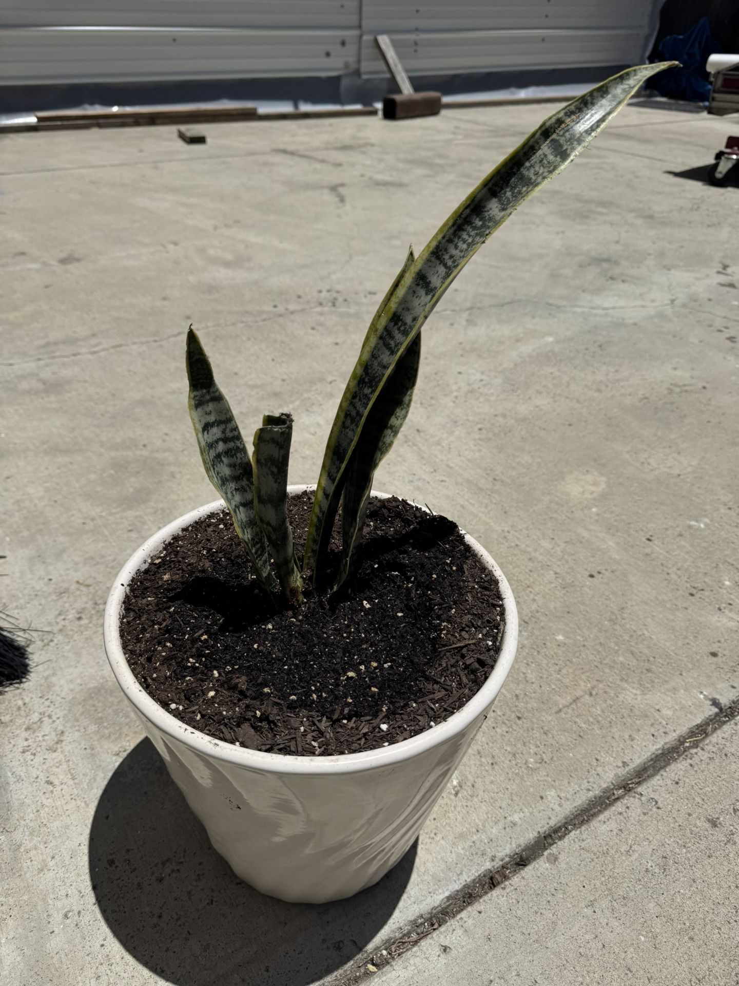 Snake Plant In Ceramic Pot