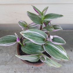 Tradescantia Nanouk Plant 🪴 (A) 