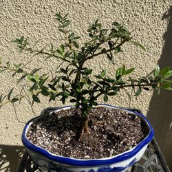Bonsai Olive Tree $40