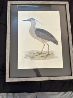 Vintage Night Heron Framed Print