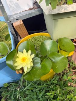 Plant sale of all kinds