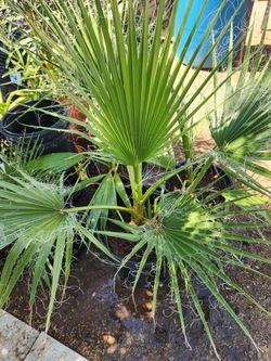 Mexican Fan Palm