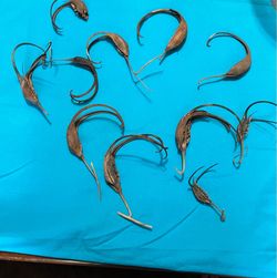 Unique Devils Claw Seed Pod (some have seeds)