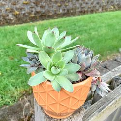 Succulents Plant 🪴 Small Pot