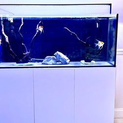 Used 70 Gallon Rimless Tank/stand 