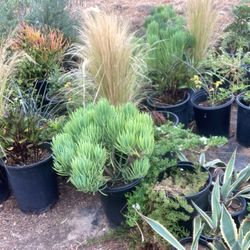 Plants