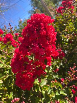 Crepe Myrtles FLOWERS