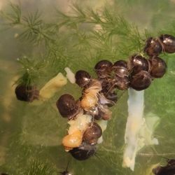 Adolescent Mystery Snails