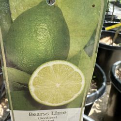 Bears Lime Tree 