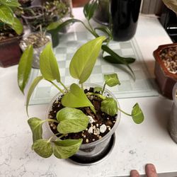 INDOOR PLANTS FOR SALE!