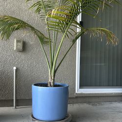 Palm tree with blue vase