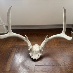 Deer Buck Antlers 23”