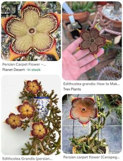 Persian Carpet Flower Plant $20