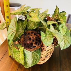 GILBERT: Artificial Plant Decor