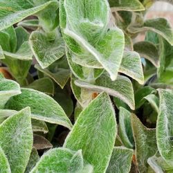 Fuzzy Leaves Plant