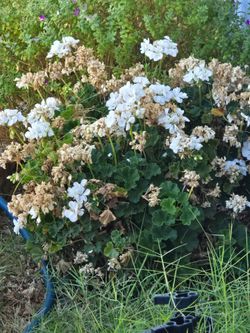 Free white geranium bushes