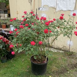 Outdoor rose 