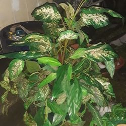 Fake plant