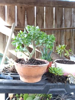 Jade tree