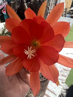 Orange #1 Orchid Cactus