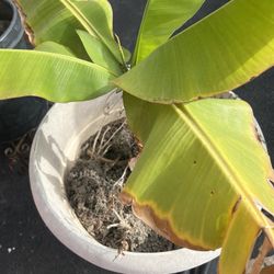 Banana Plant