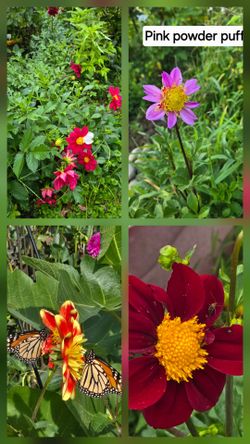 Dahlia Plants For Butterfly Gardens $5 each