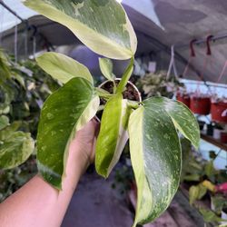 4” Philodendron Jose Buono 