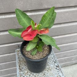 Crown Of Thorns Sedthee Mai Red In One Gallon Pot Big Flower 