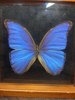 Morph Butterfly