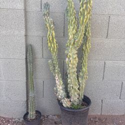 Cactus Plant Live Cereus Peruvian Apple 5 Gallon