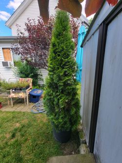6-7 foot Emerald Green  Arborvitae