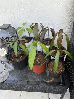 Mango & Avocado Trees For Sale!! 