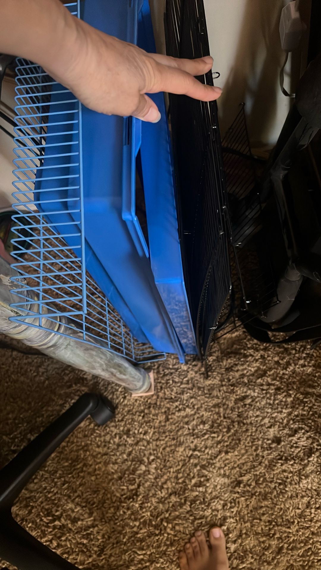 Bird Cage New