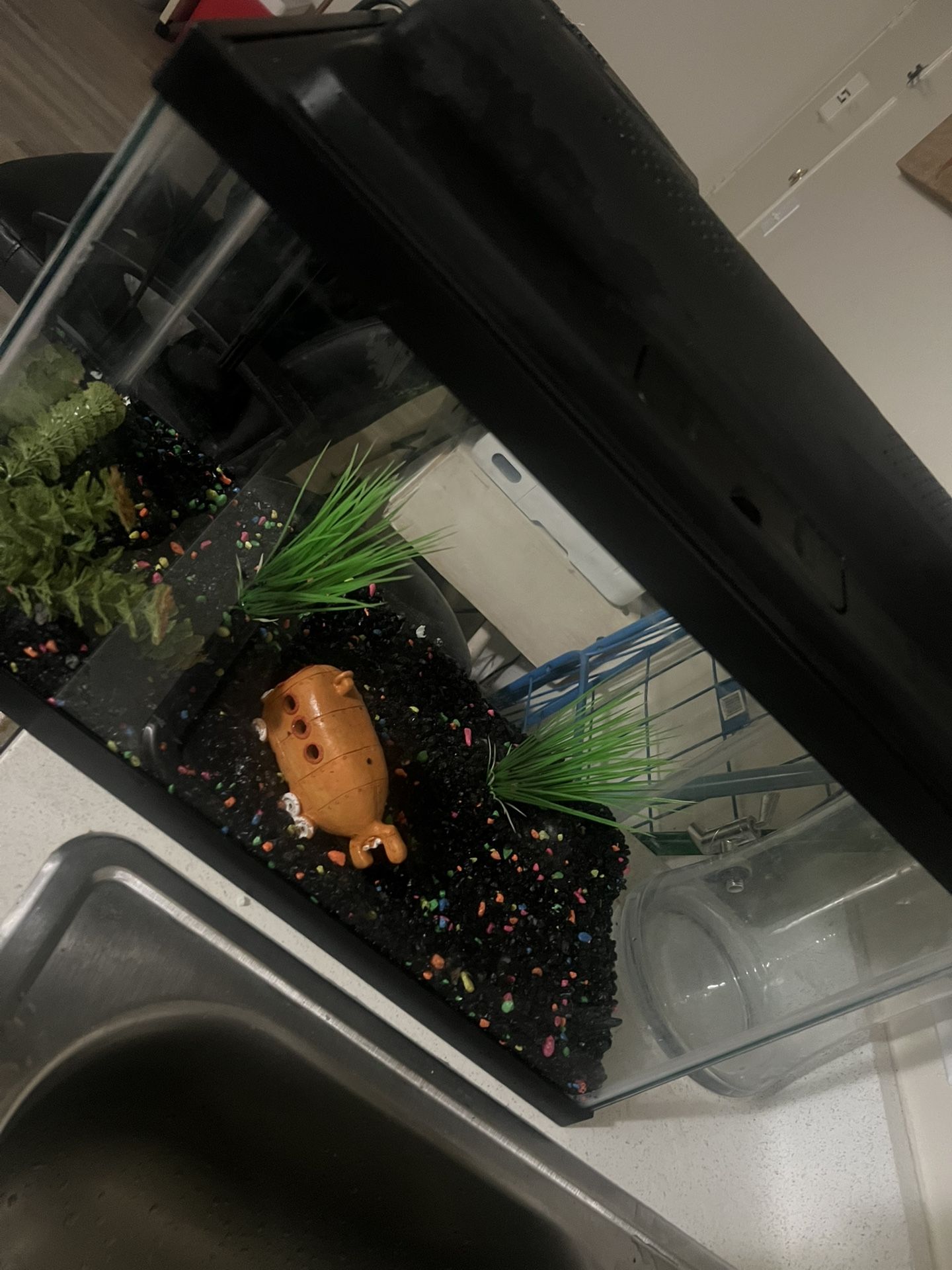 Fish Tank With Full Setup