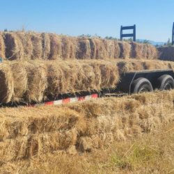Hay