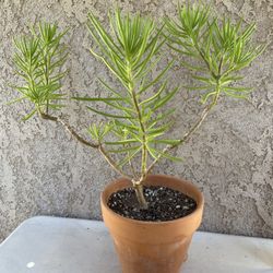 24” Lemon Bean Bush/Senecio barbertonicus Small Tree