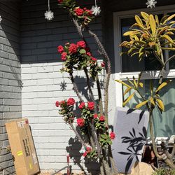 Crown Of Thorns - Free