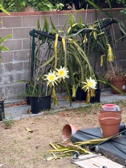 Dragón Fruit Plants for sale 2 ft to 6ft-from $15 to $50