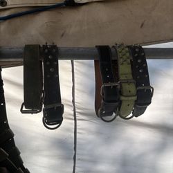 Dog Collar