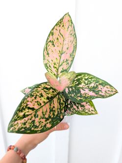 Aglaonema Valentina Plant 4" Pot - Indoor House Plants