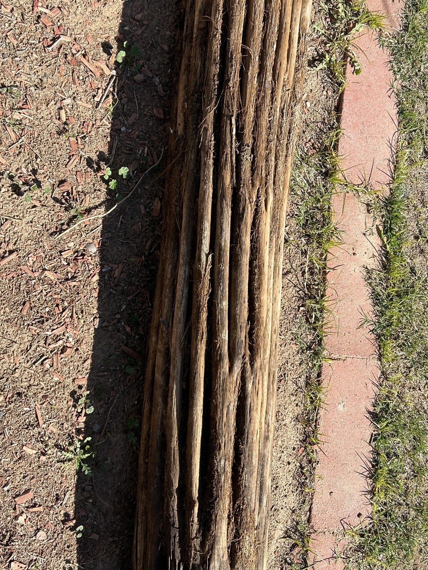2 Saguaro Skeletons