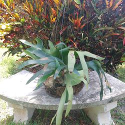 Stag horn fern plants $50 each